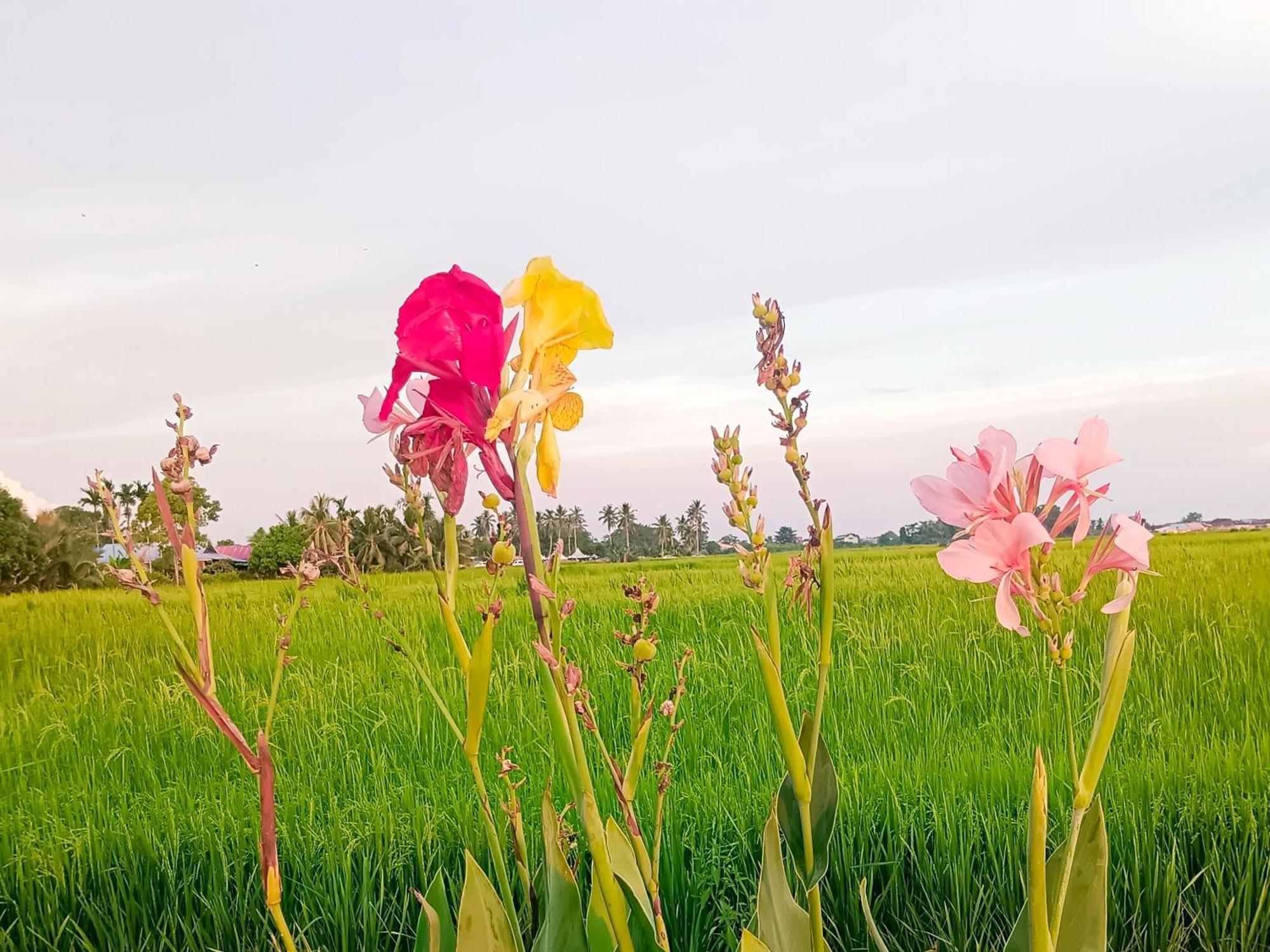 Kurau Inn Farmstay Kuala Kurau Екстер'єр фото